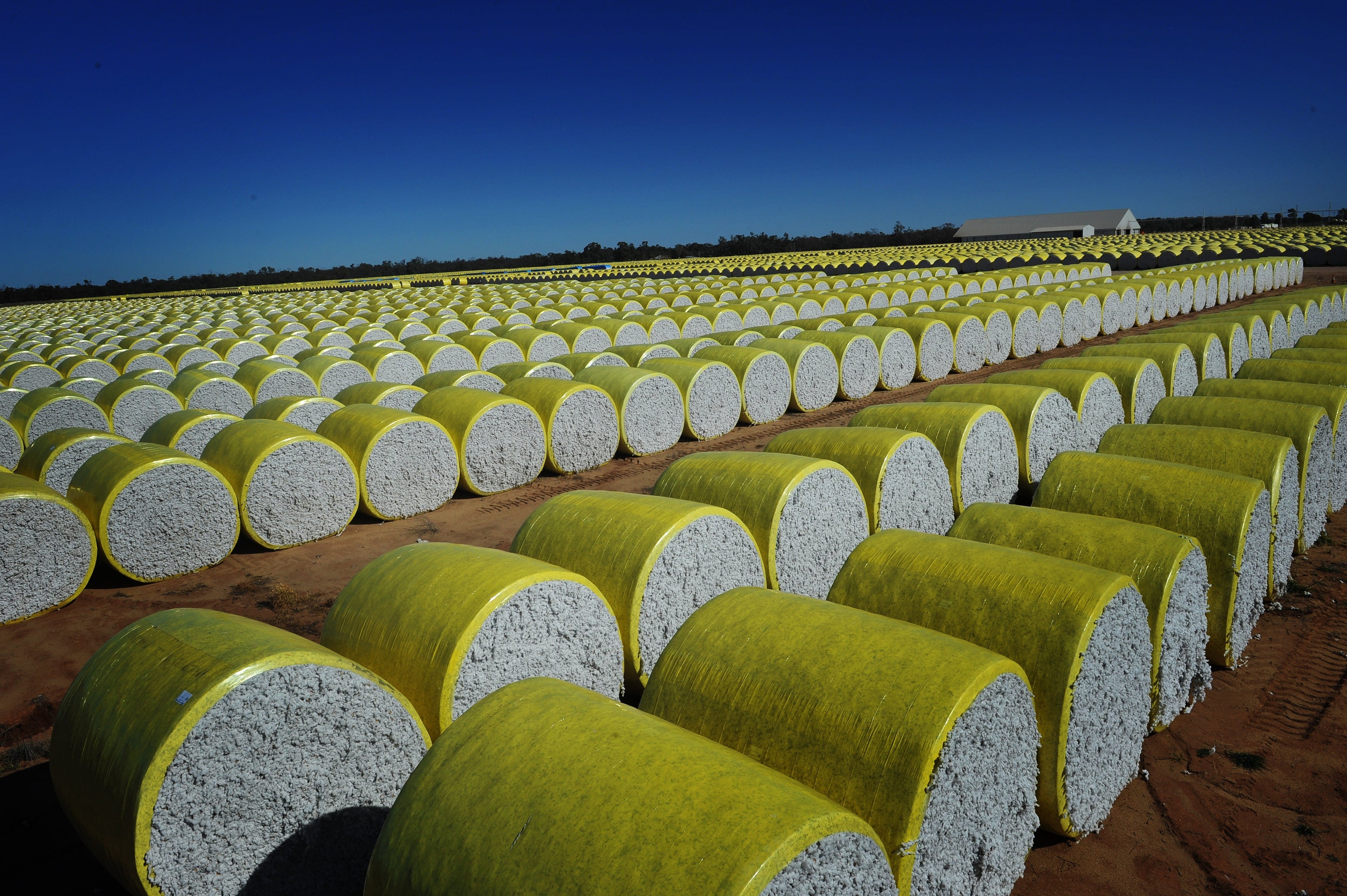 Why Cotton Matters: How Our Region Inspires Our Retail Choices