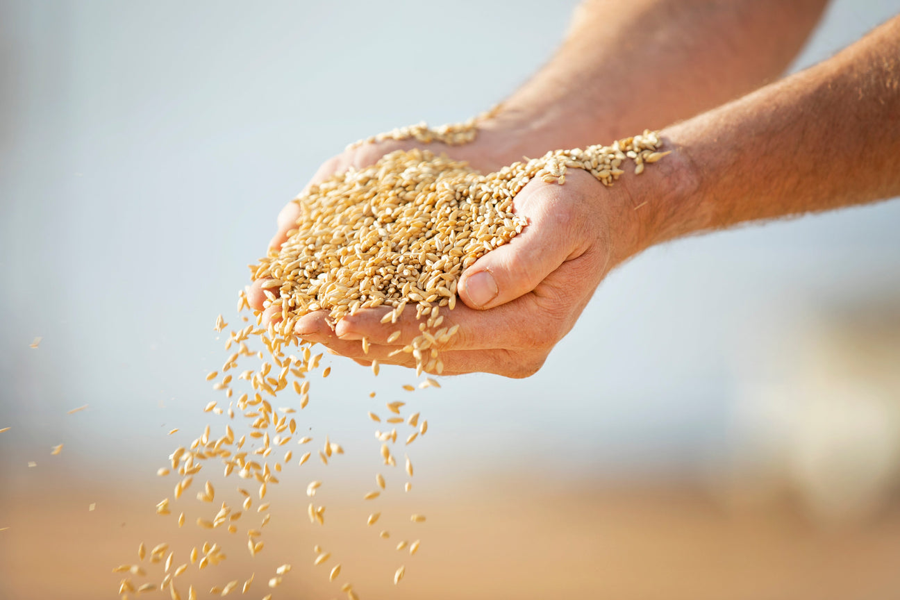 A Guide to Australian Whisky – From Grain to Glass