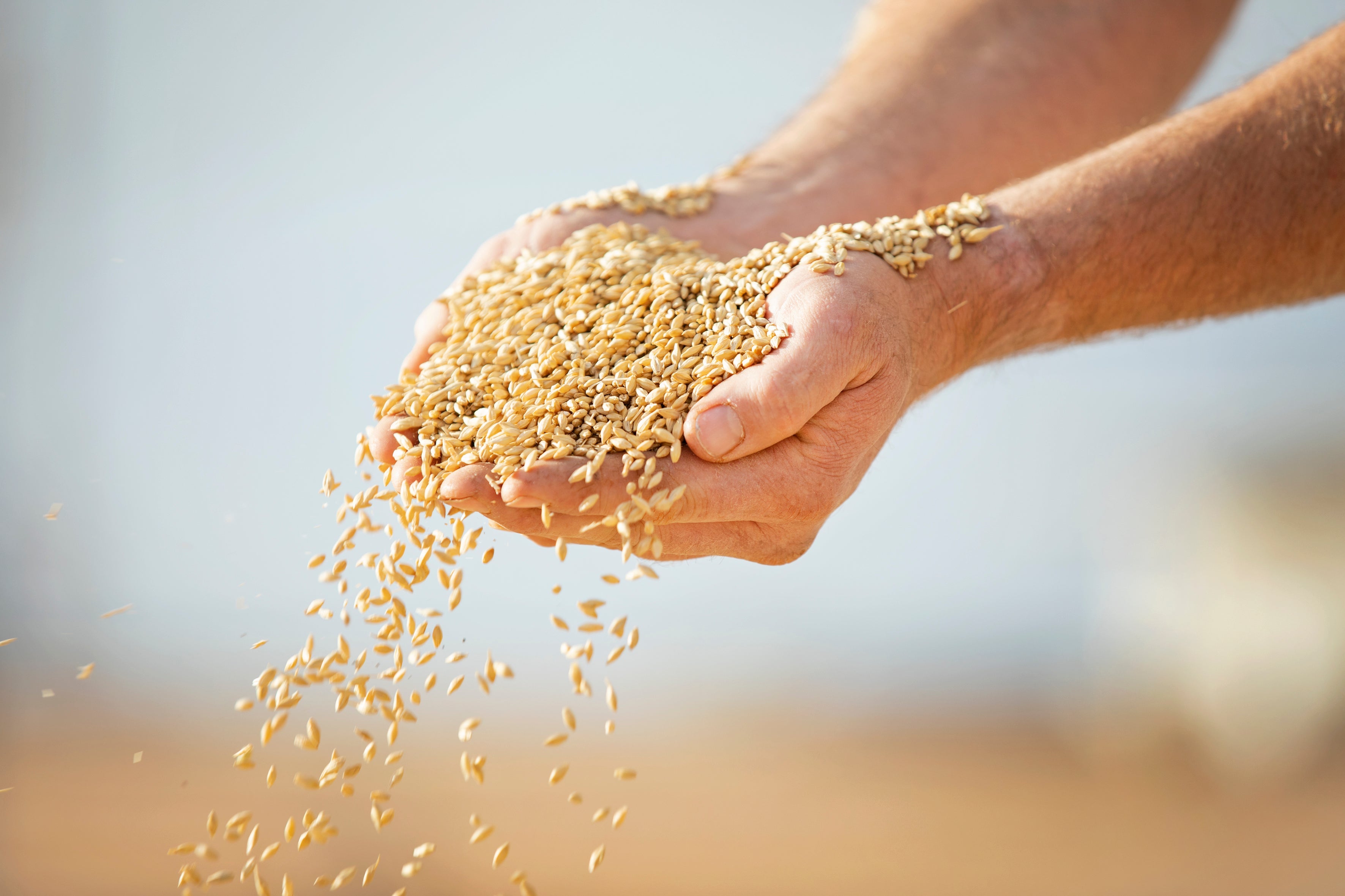 A Guide to Australian Whisky – From Grain to Glass